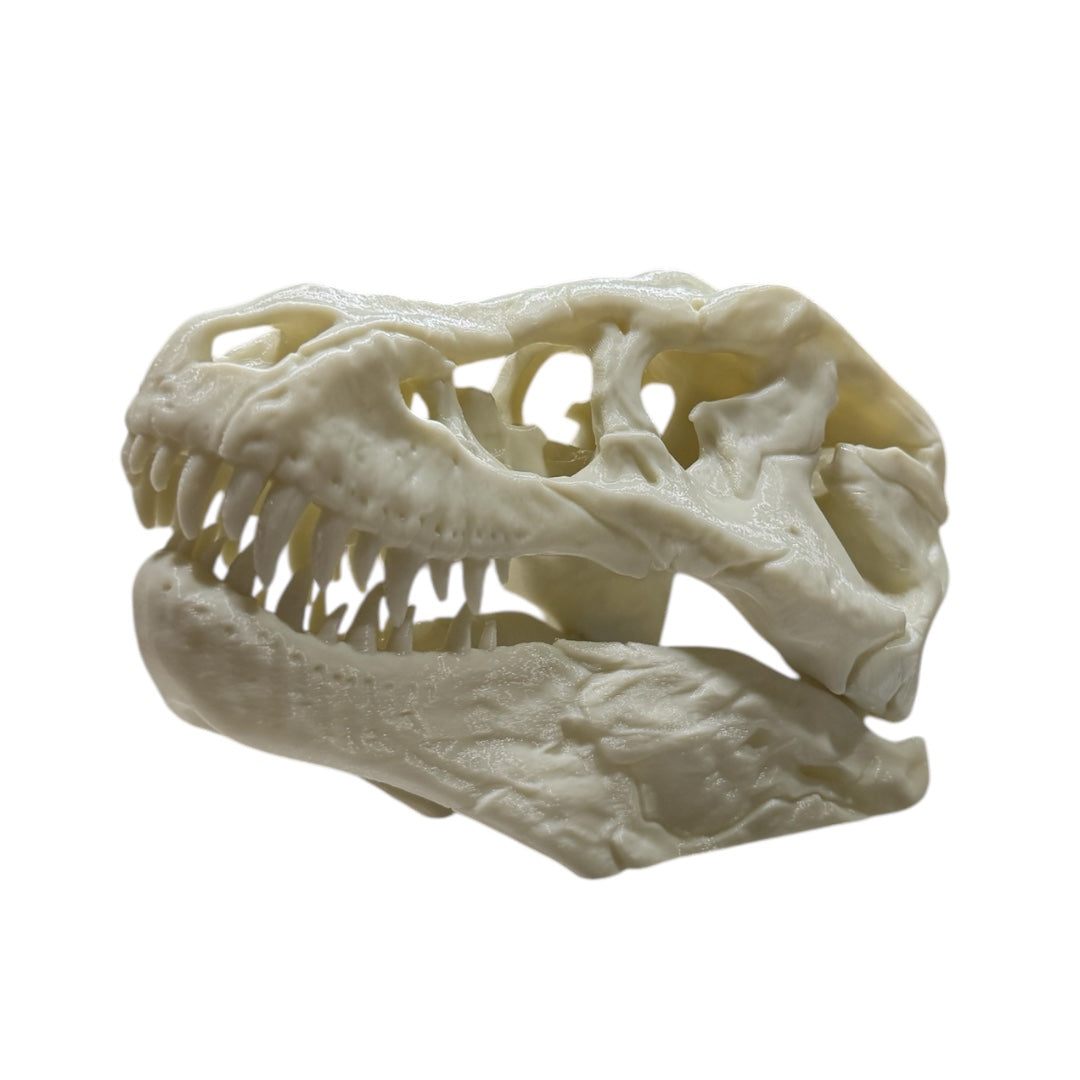 Dino Hunter Craneo de Tyrannosaurus Rex